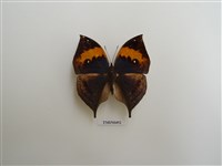 藏品(枯葉蝶)的圖片